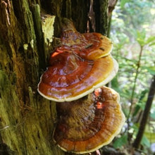 Load image into Gallery viewer, Reishi Mushroom Extract ( 30ml )