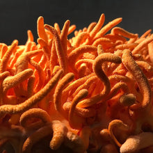 Load image into Gallery viewer, Cordyceps Mushroom Extract (30ml)
