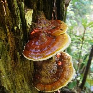 Reishi Mushroom Extract ( 30ml )