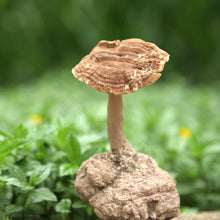 Load image into Gallery viewer, Tiger Milk Mushroom Extract ( 30ml )
