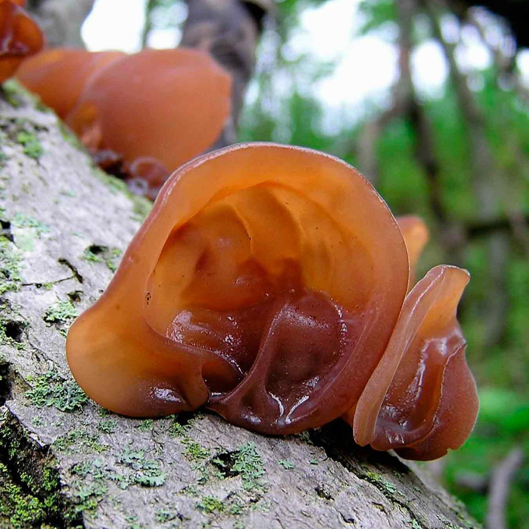 Woodear Mushroom Extract ( 30ml )