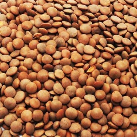 Brown Lentil (100g)