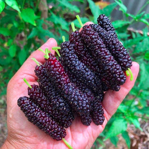 Frozen Mulberry Local (1kg)